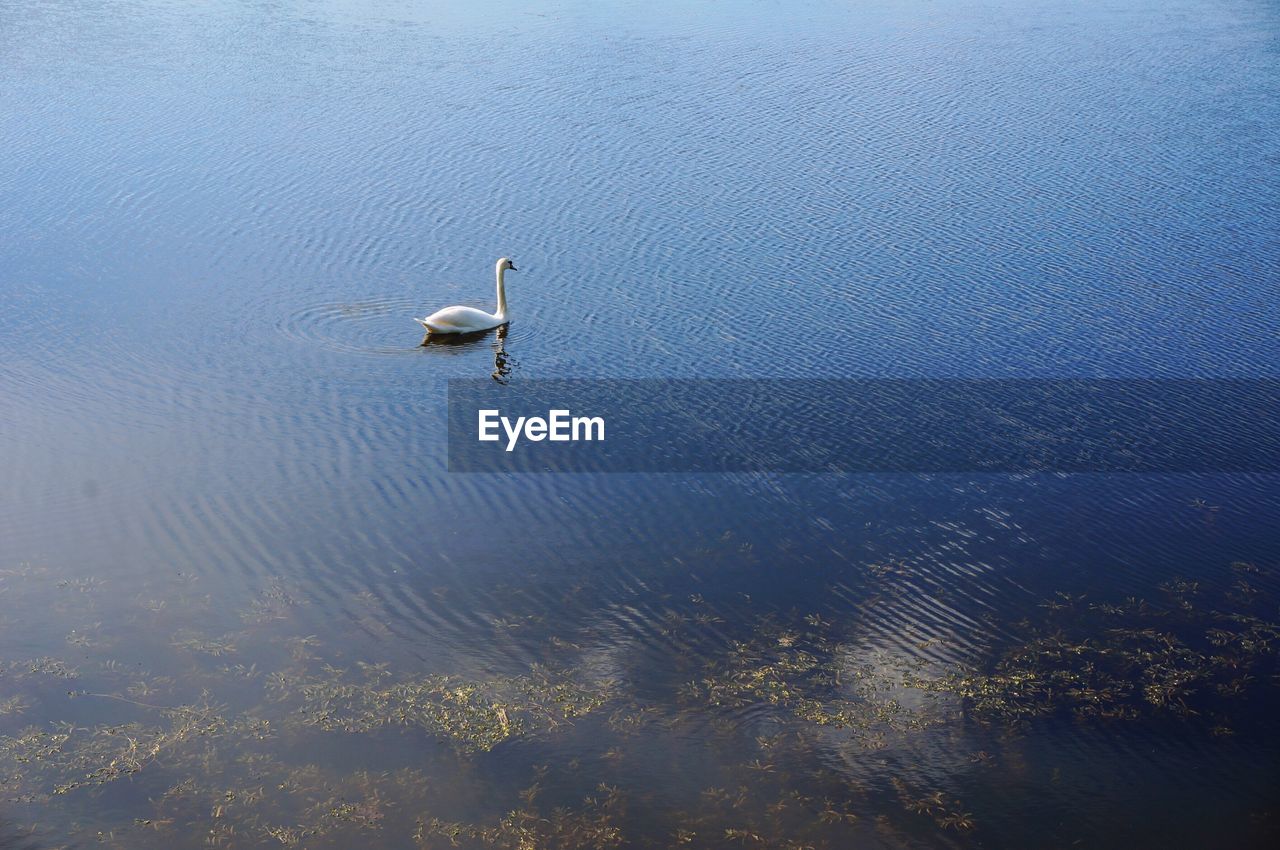 HIGH ANGLE VIEW OF BIRD IN LAKE