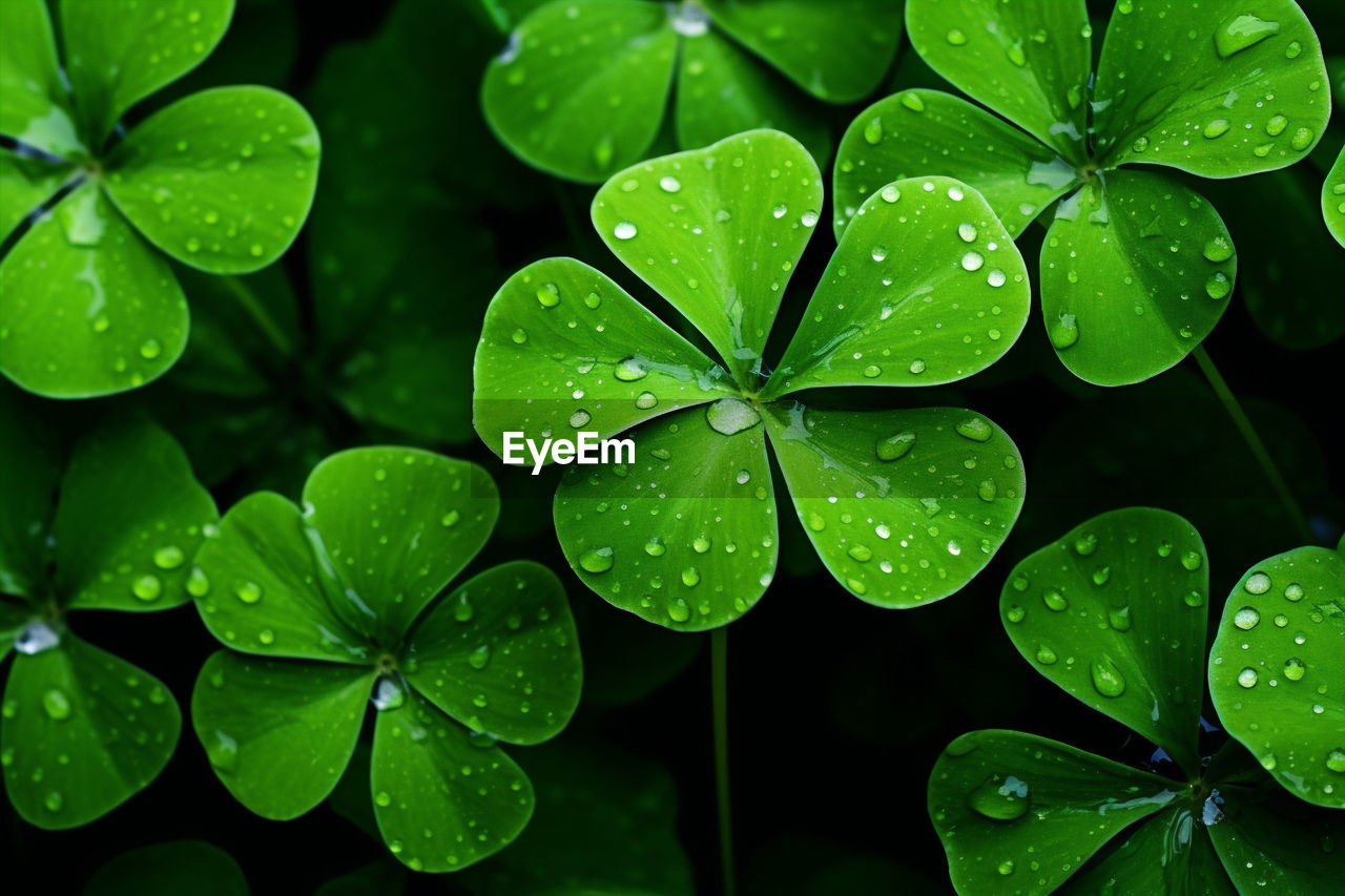 close-up of raindrops on plant