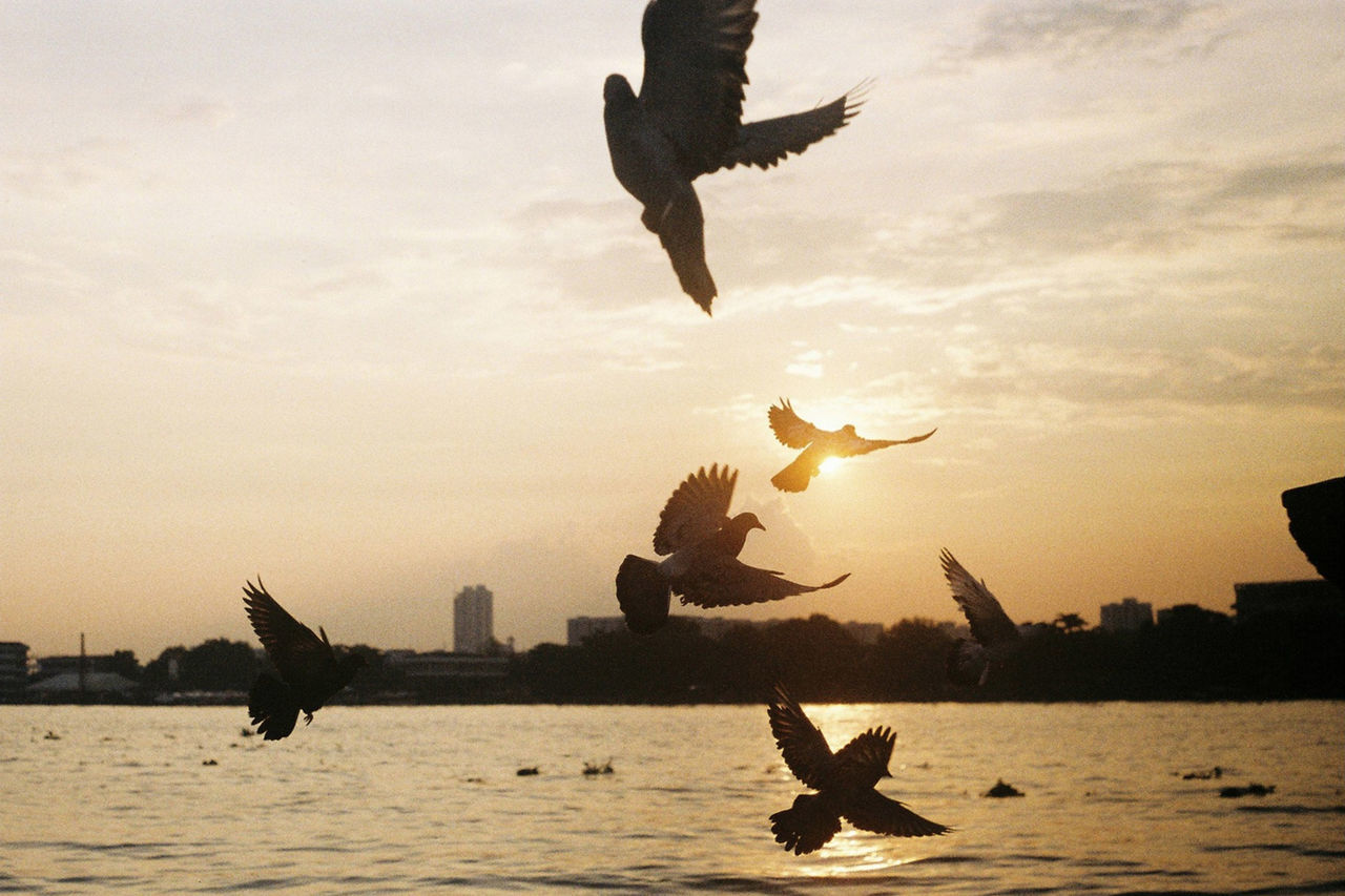 Silhouette of pigeons flying over sea against sky