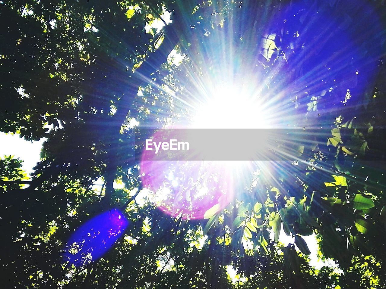 LOW ANGLE VIEW OF SUN SHINING THROUGH TREES