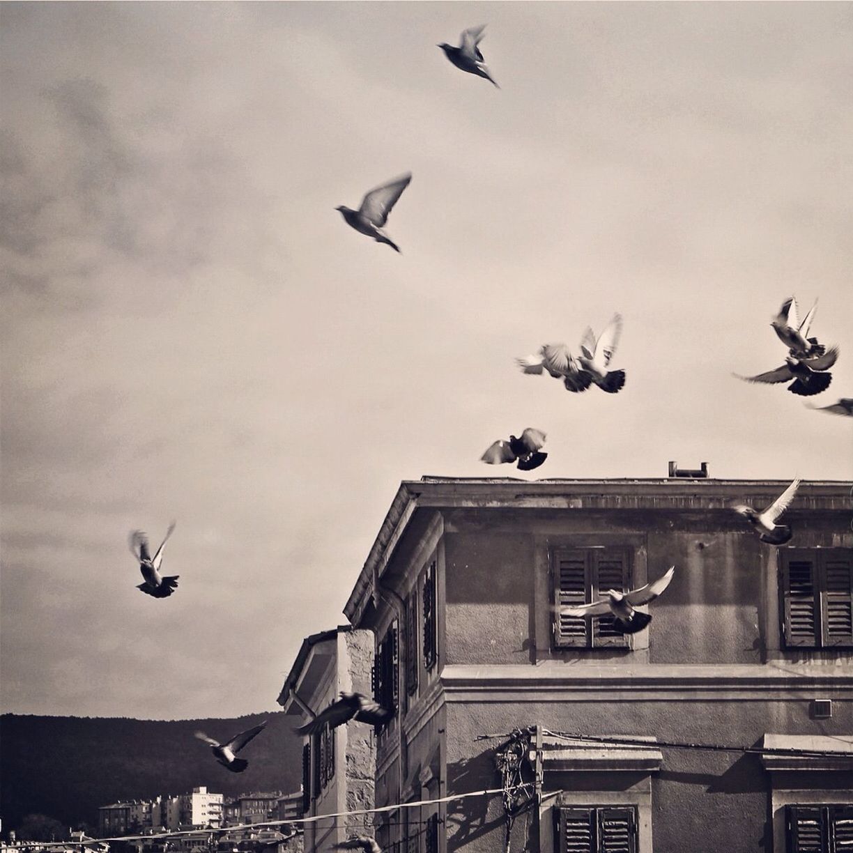 Birds flying against buildings