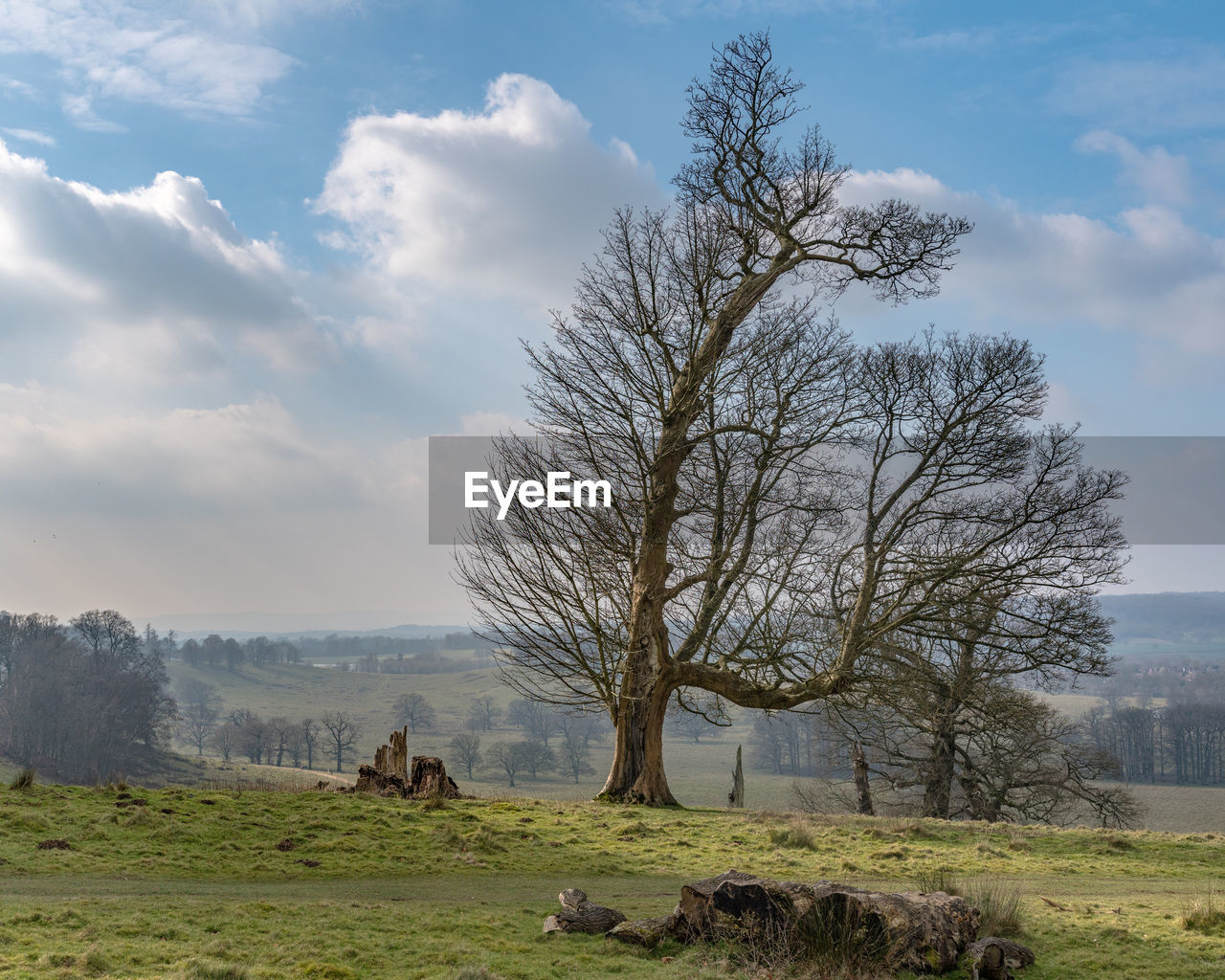 TREE ON FIELD AGAINST SKY