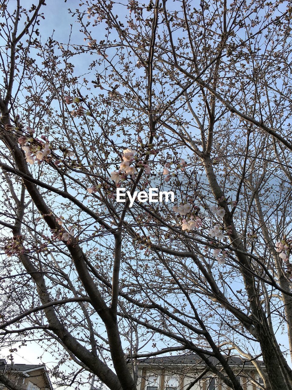 LOW ANGLE VIEW OF TREES AGAINST SKY