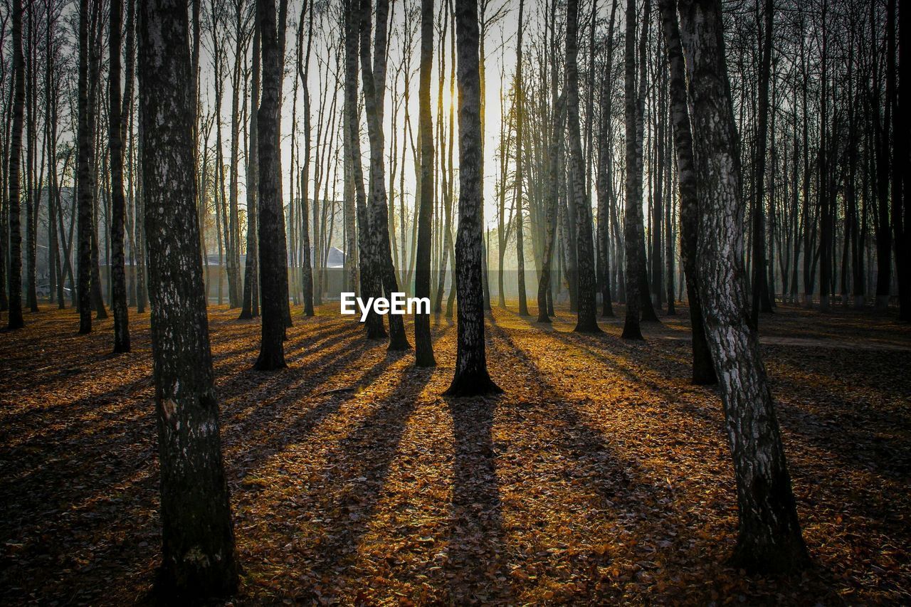 Trees in forest against sky