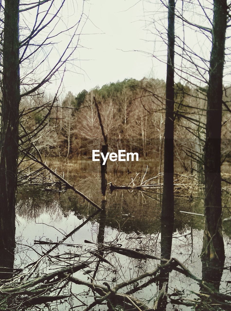 REFLECTION OF BARE TREES ON LAKE