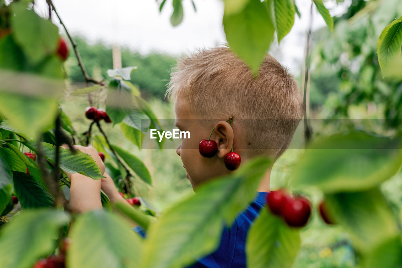 A boy picking cherries in the orchard.