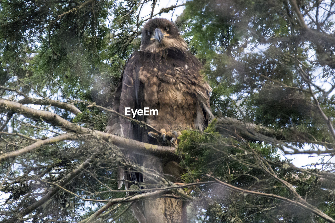 LOW ANGLE VIEW OF BIRD PERCHING ON BRANCH