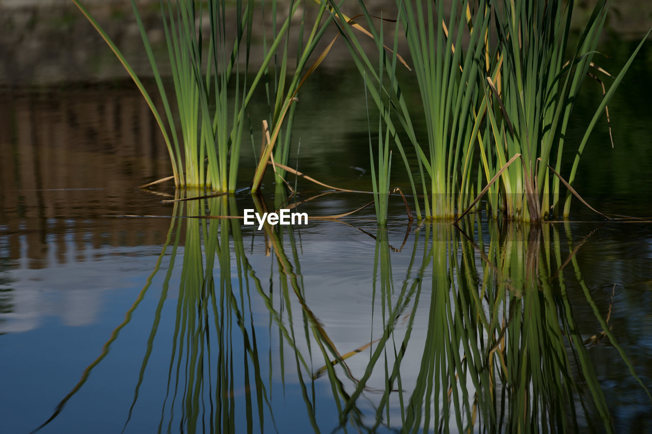 Close-up of plants in lake