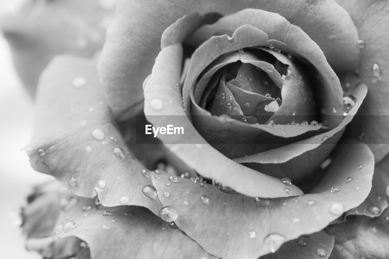 Close-up of water drops on rose