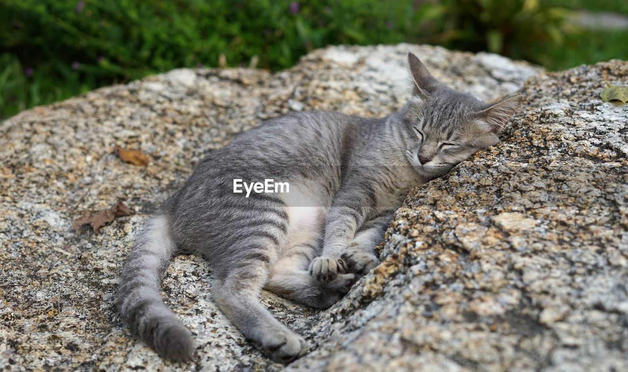 CLOSE-UP OF A CAT