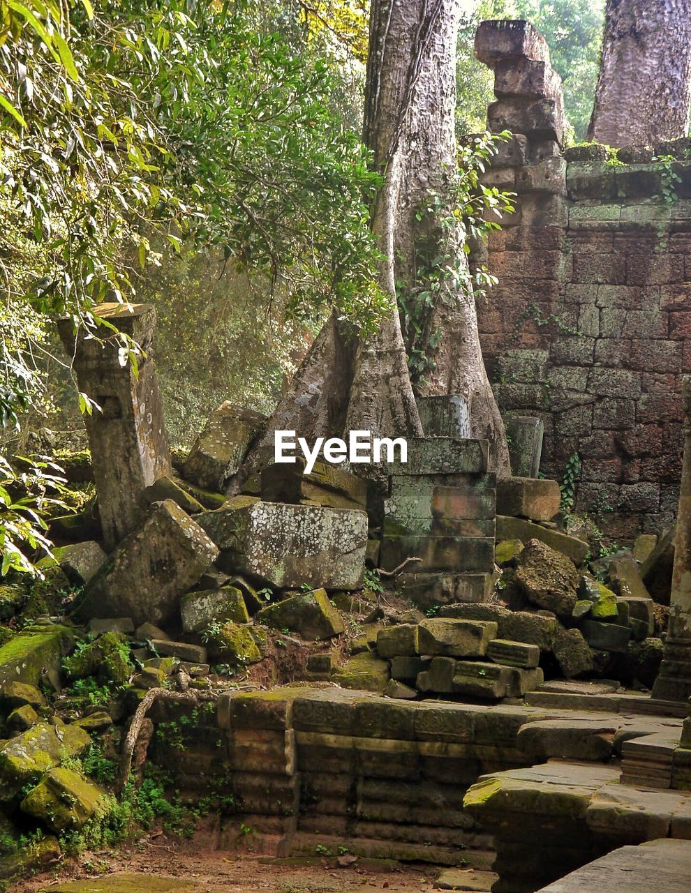 VIEW OF TEMPLE THROUGH TREE