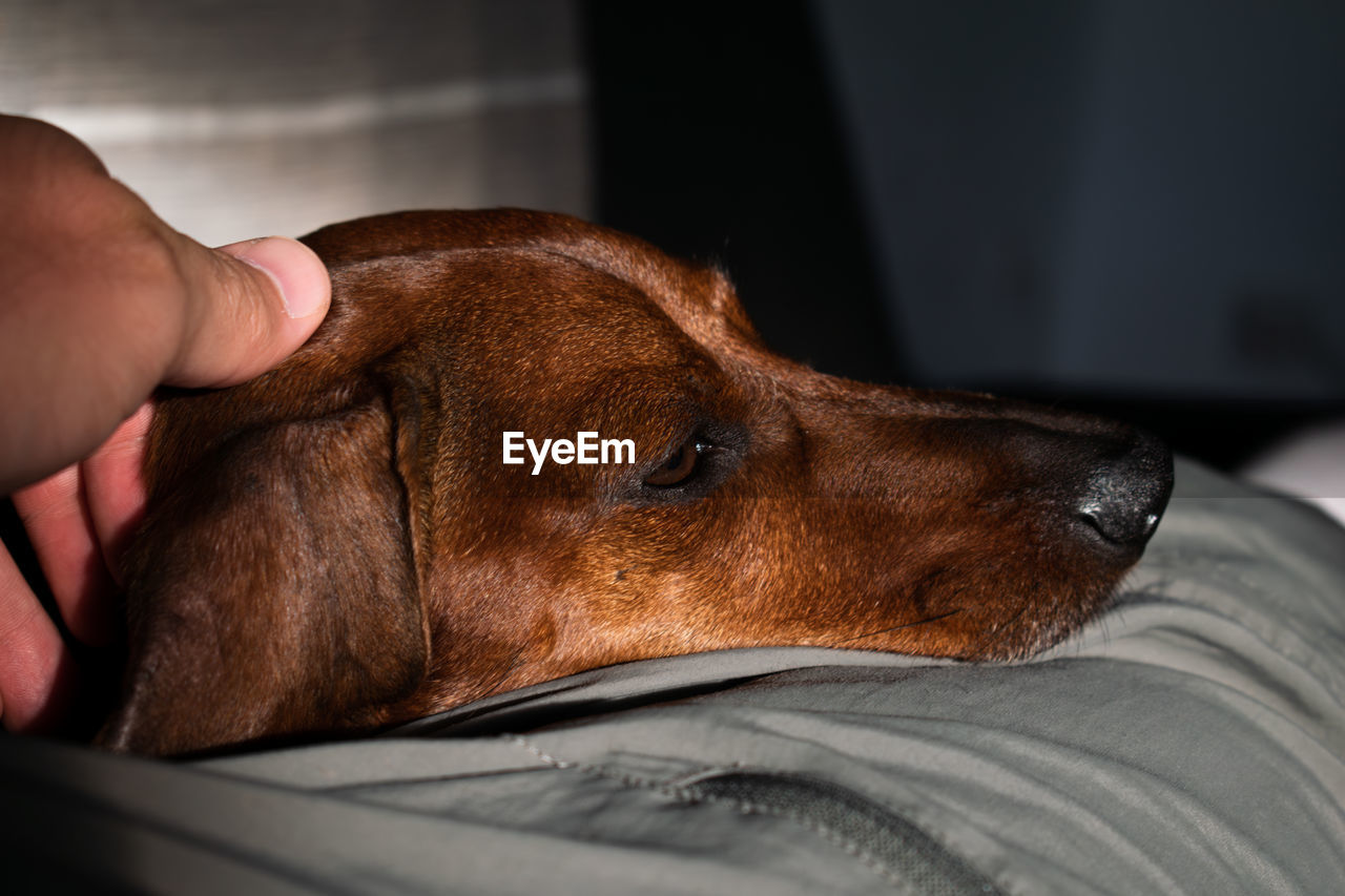 one animal, dog, mammal, pet, animal, animal themes, close-up, domestic animals, canine, animal body part, indoors, nose, relaxation, dachshund, one person, skin, puppy, animal head, hand, lying down, brown, furniture