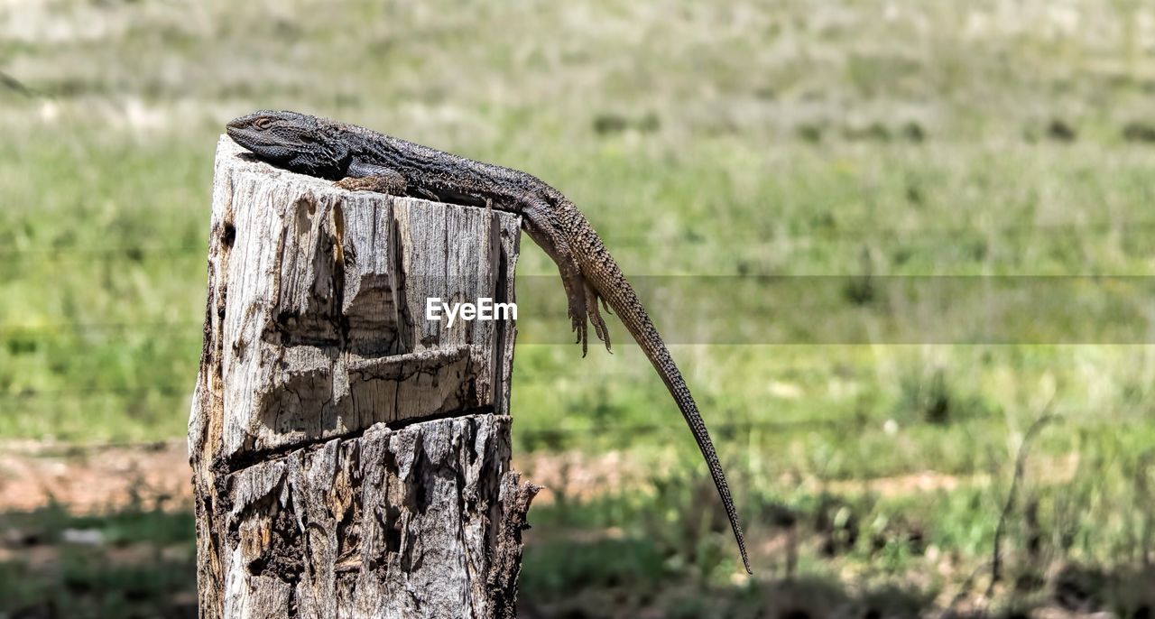 Close-up of lizard on tree stump