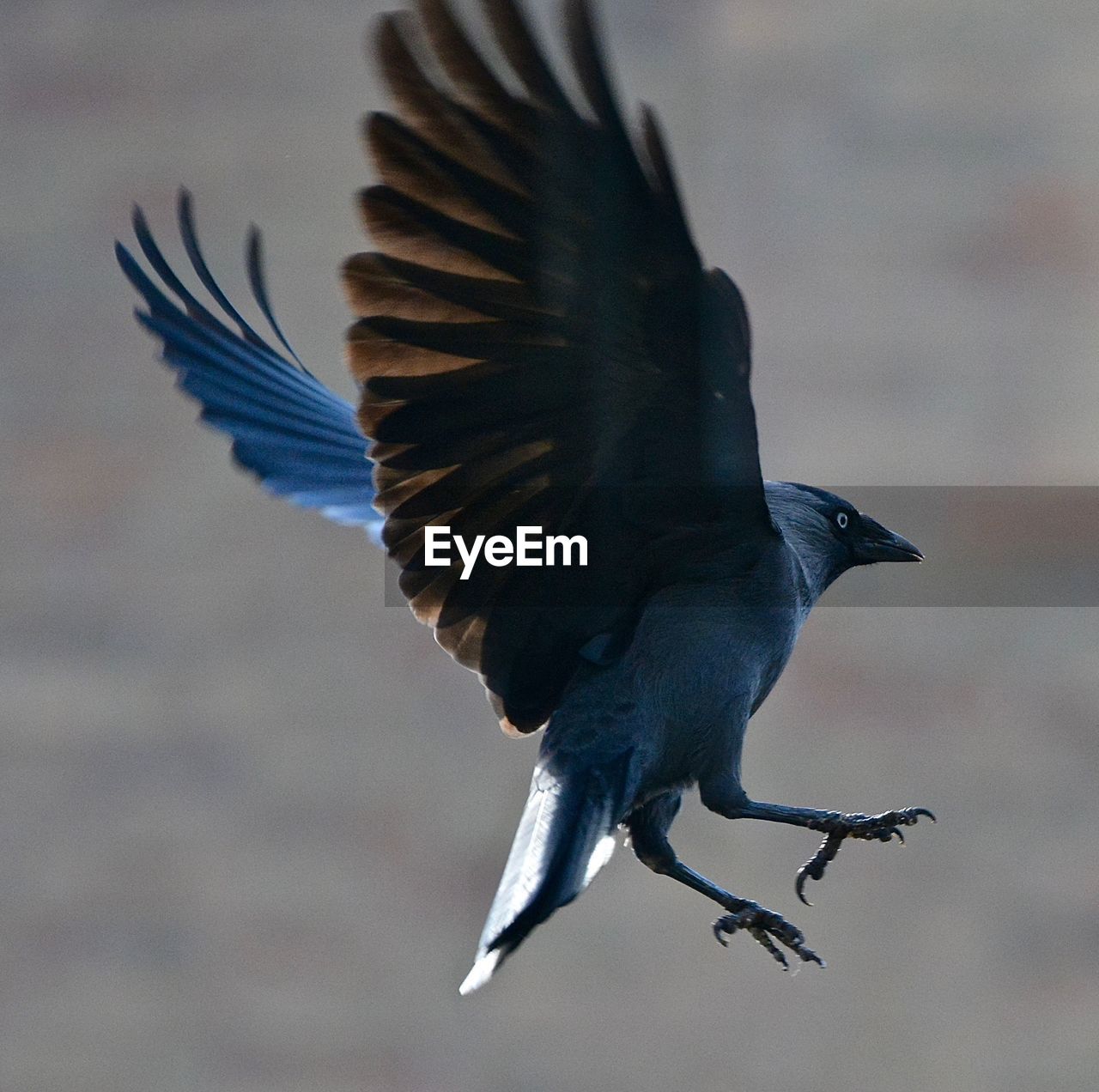 Close-up of raven with spread wings