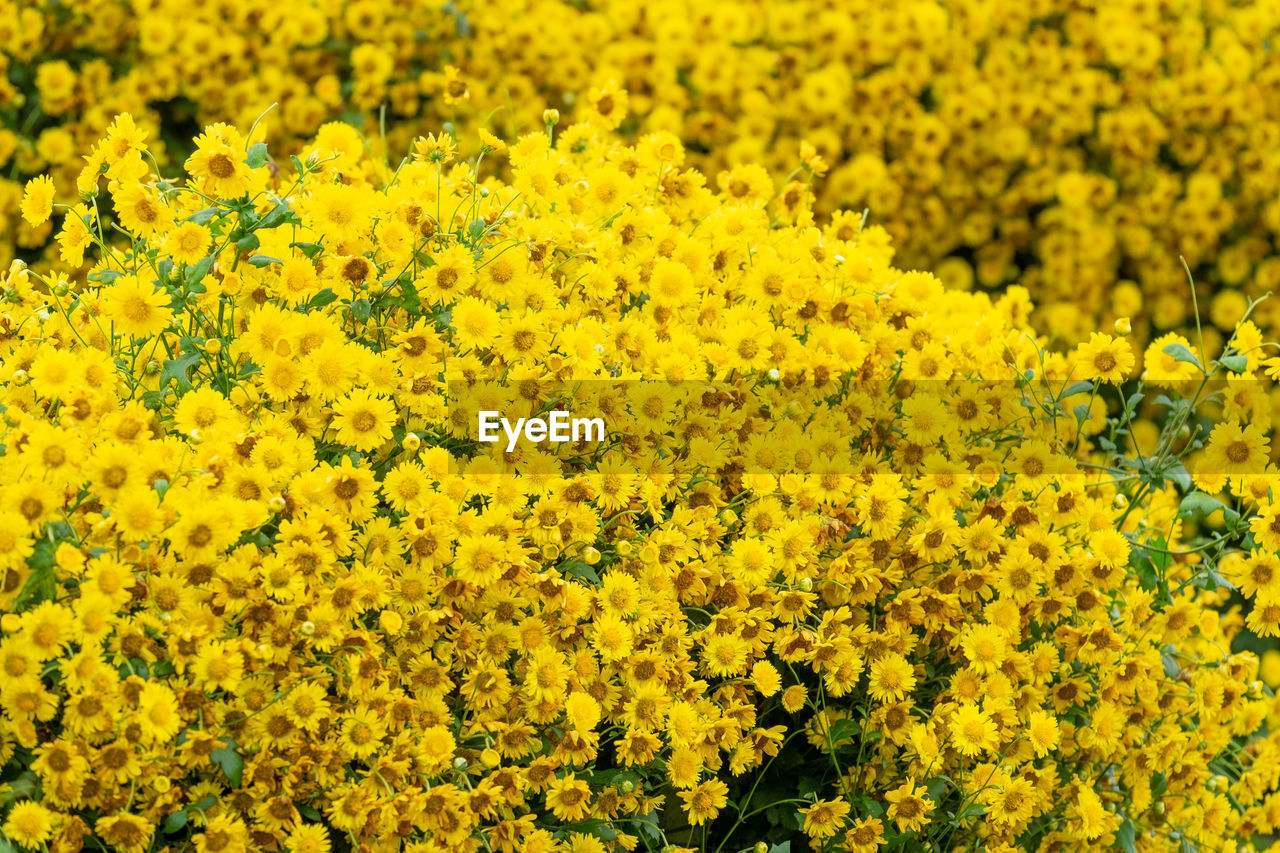 CLOSE-UP OF FRESH YELLOW FLOWERING PLANTS