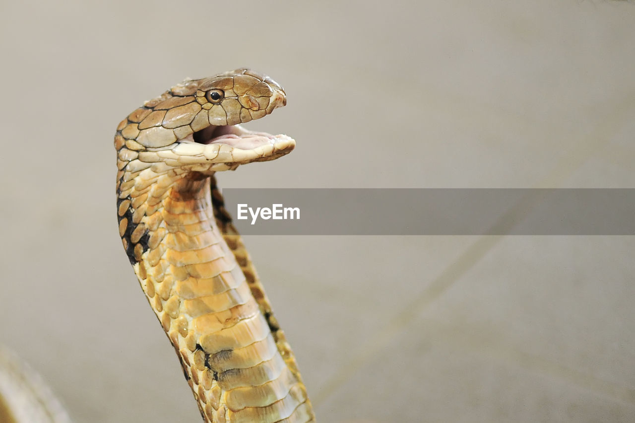 Close-up of snake with mouth open