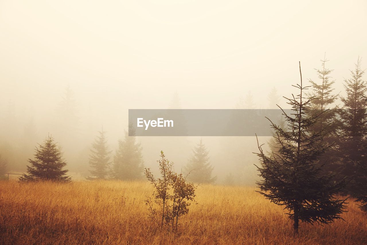 Trees and plants on field in foggy weather