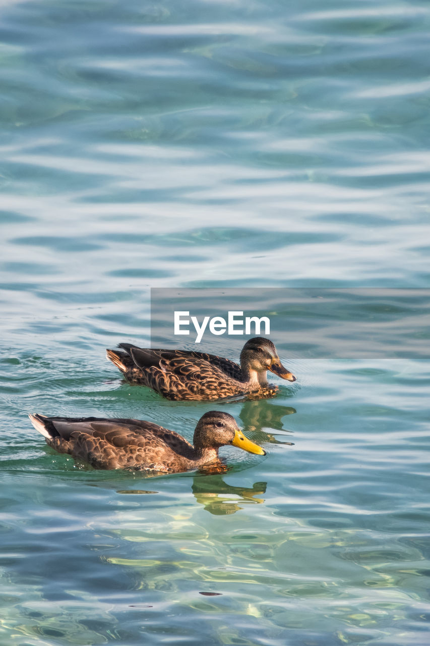 high angle view of duck swimming in lake