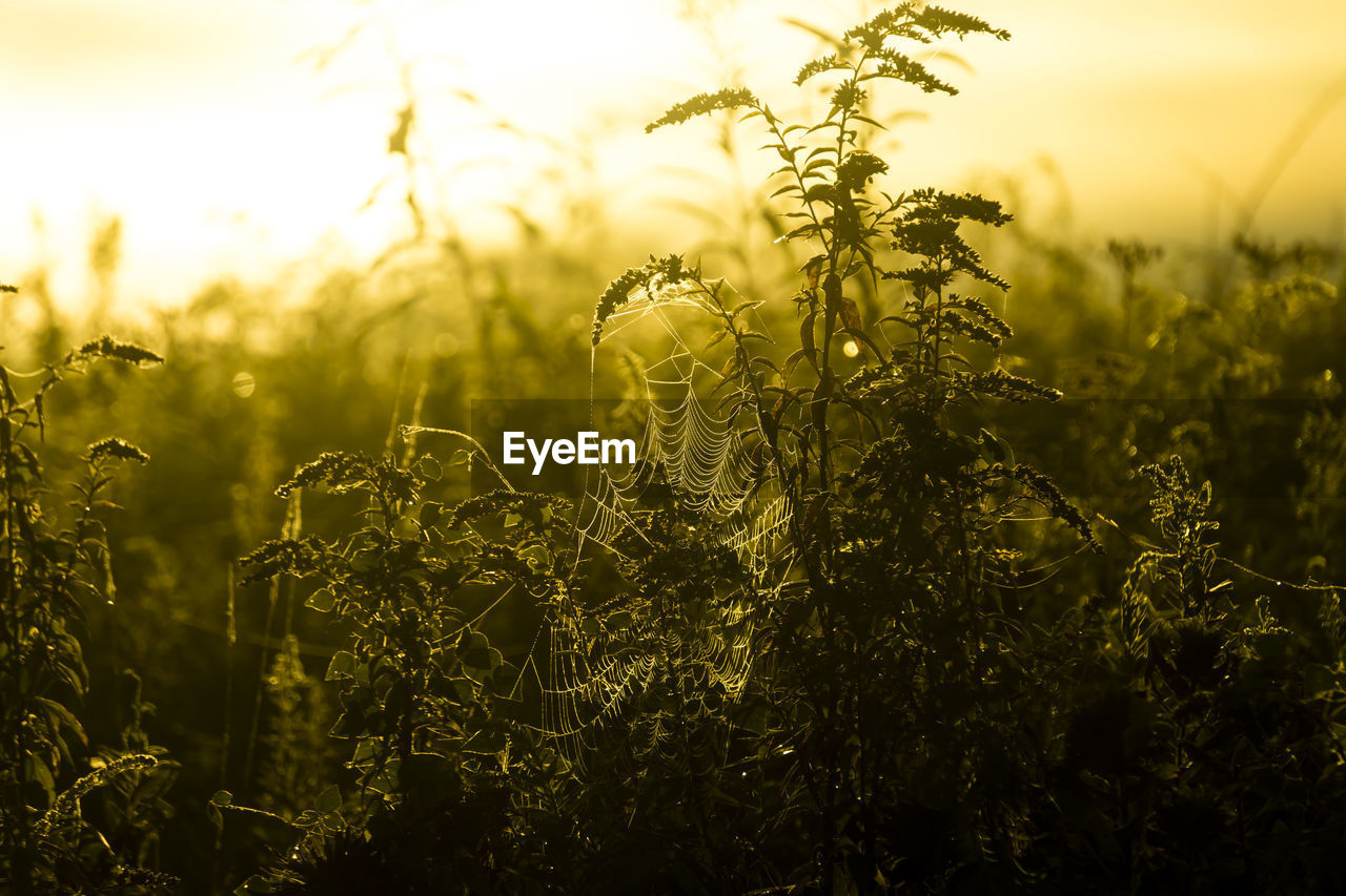 Close-up of stalks growing in field against sky