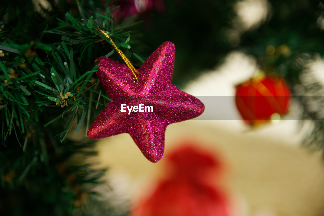 CLOSE-UP OF RED FLOWERING PLANT DURING CHRISTMAS