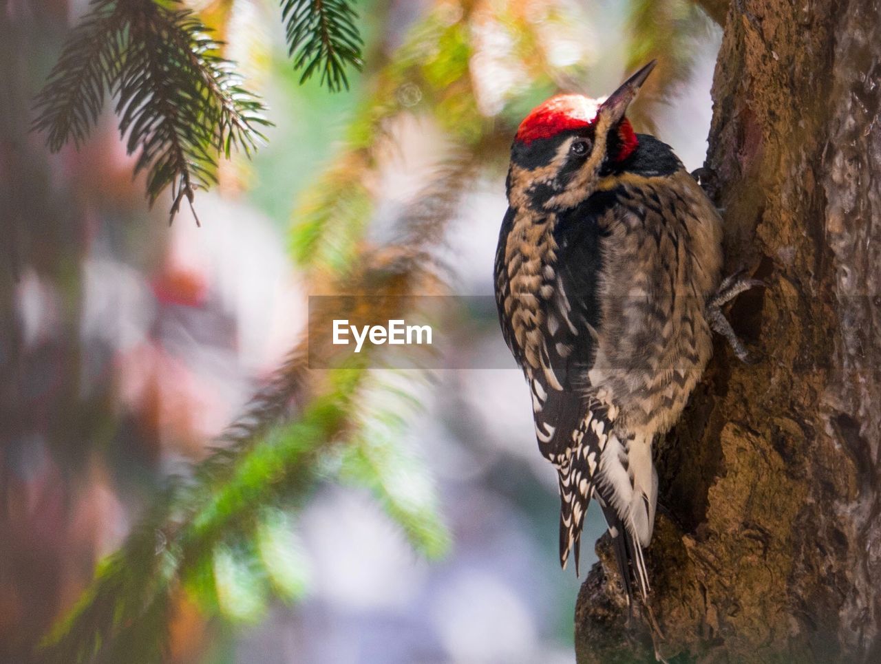 CLOSE-UP OF BIRD PERCHING ON A TREE