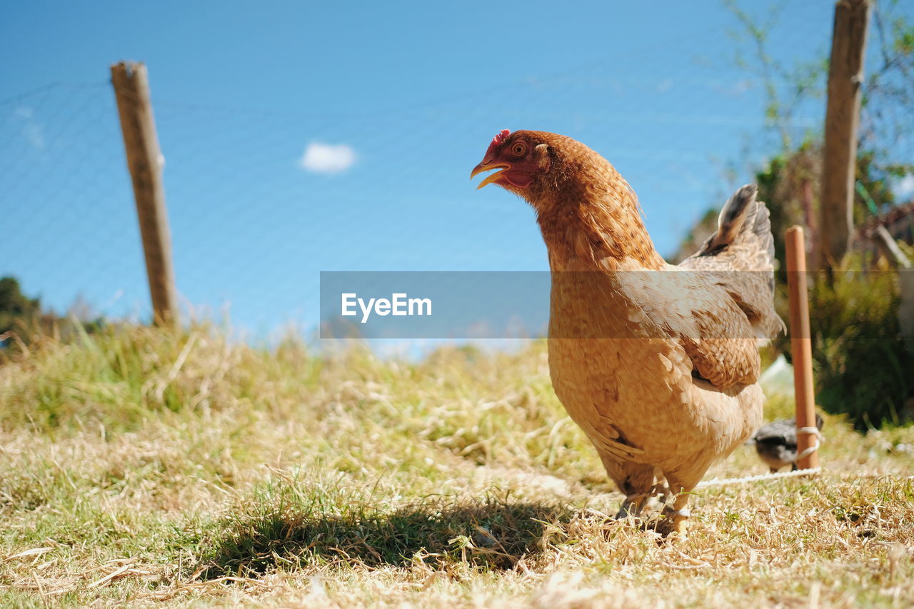 View of a bird on field