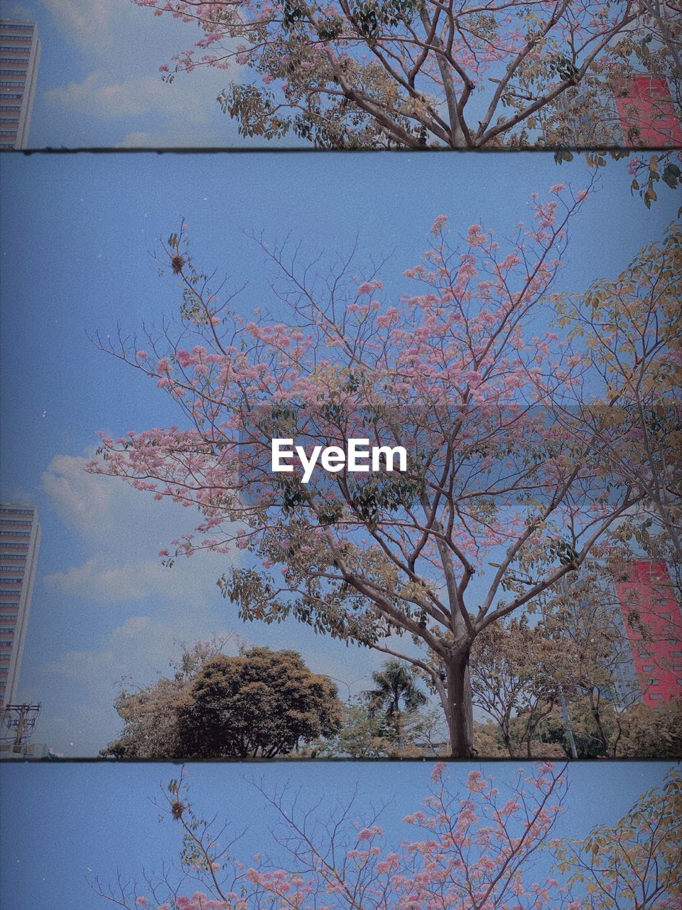 TREE AGAINST SKY DURING AUTUMN