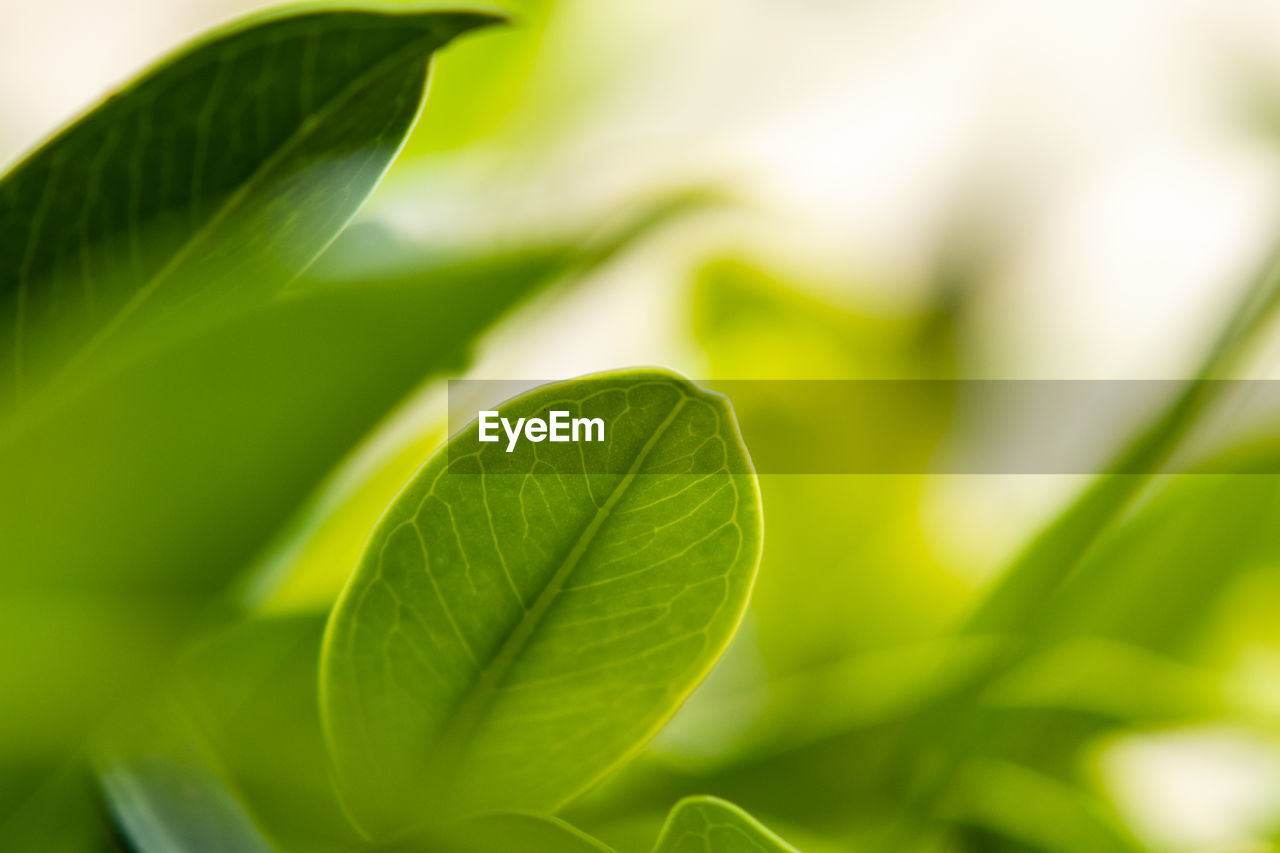 CLOSE-UP OF GREEN LEAVES ON PLANT