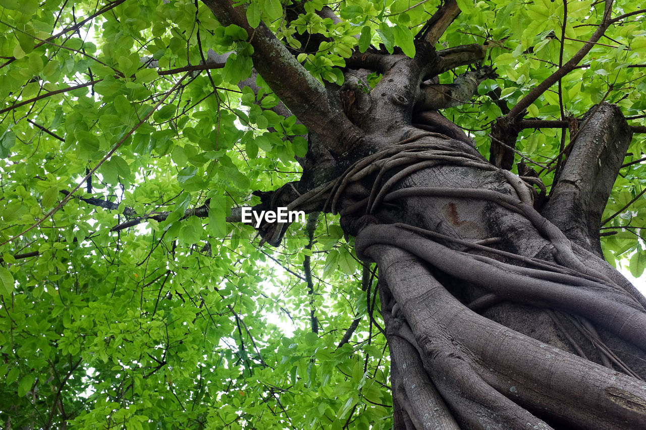 LOW ANGLE VIEW OF TREE TRUNK AGAINST TREES