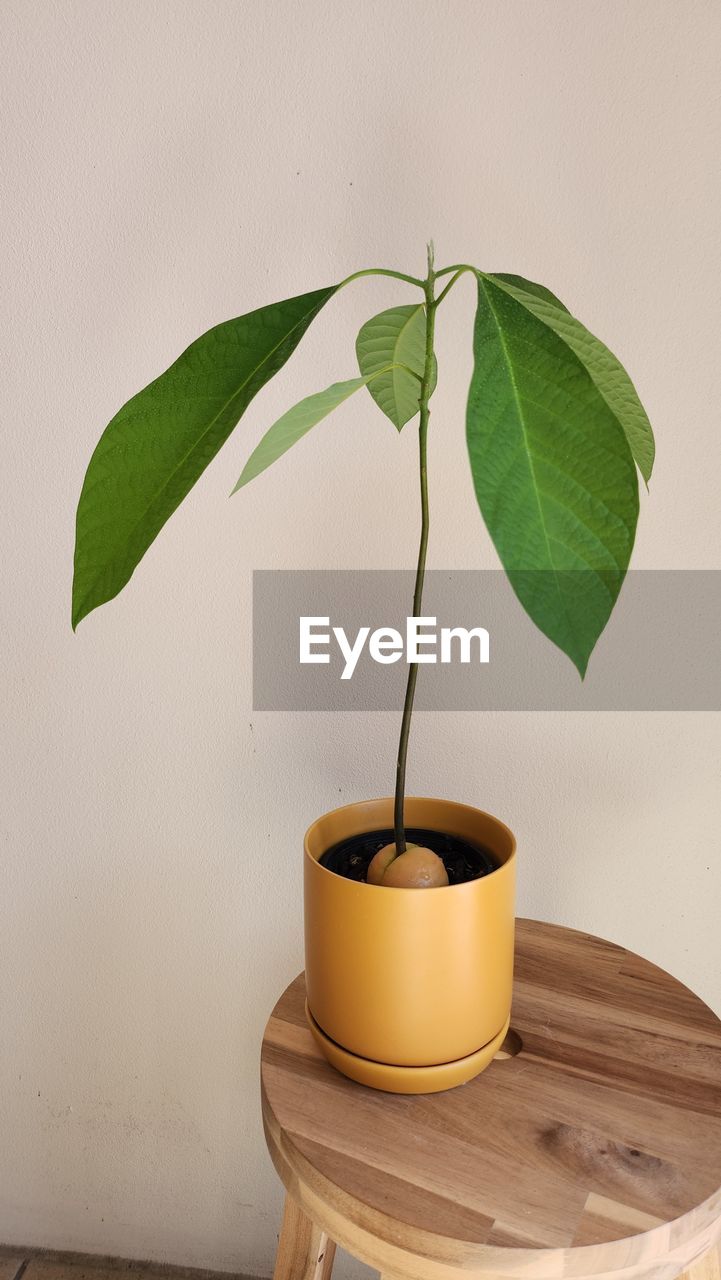 Close-up of avocado plant against wall