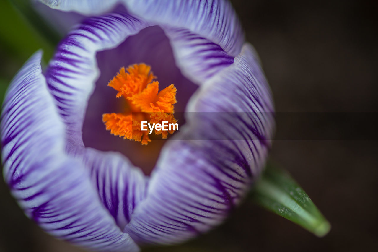 CLOSE-UP OF HAND HOLDING PURPLE FLOWER