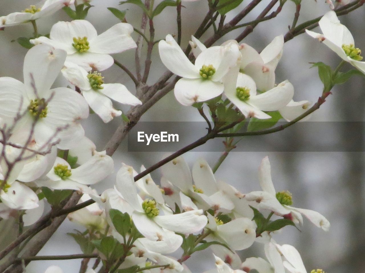 Close-up tree with white flowers