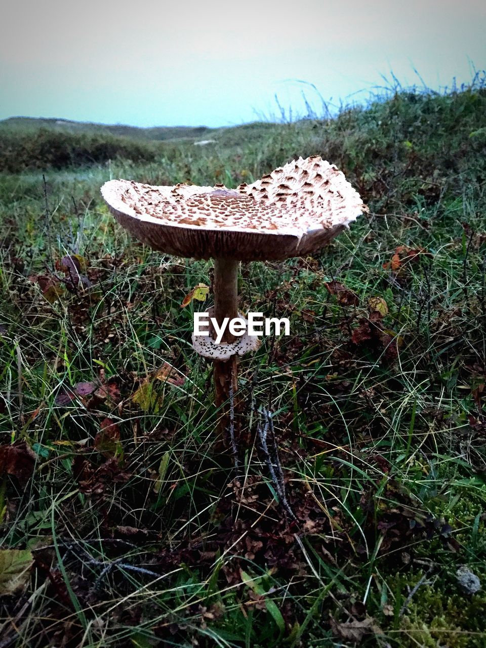 Close-up of mushroom growing on grassy field