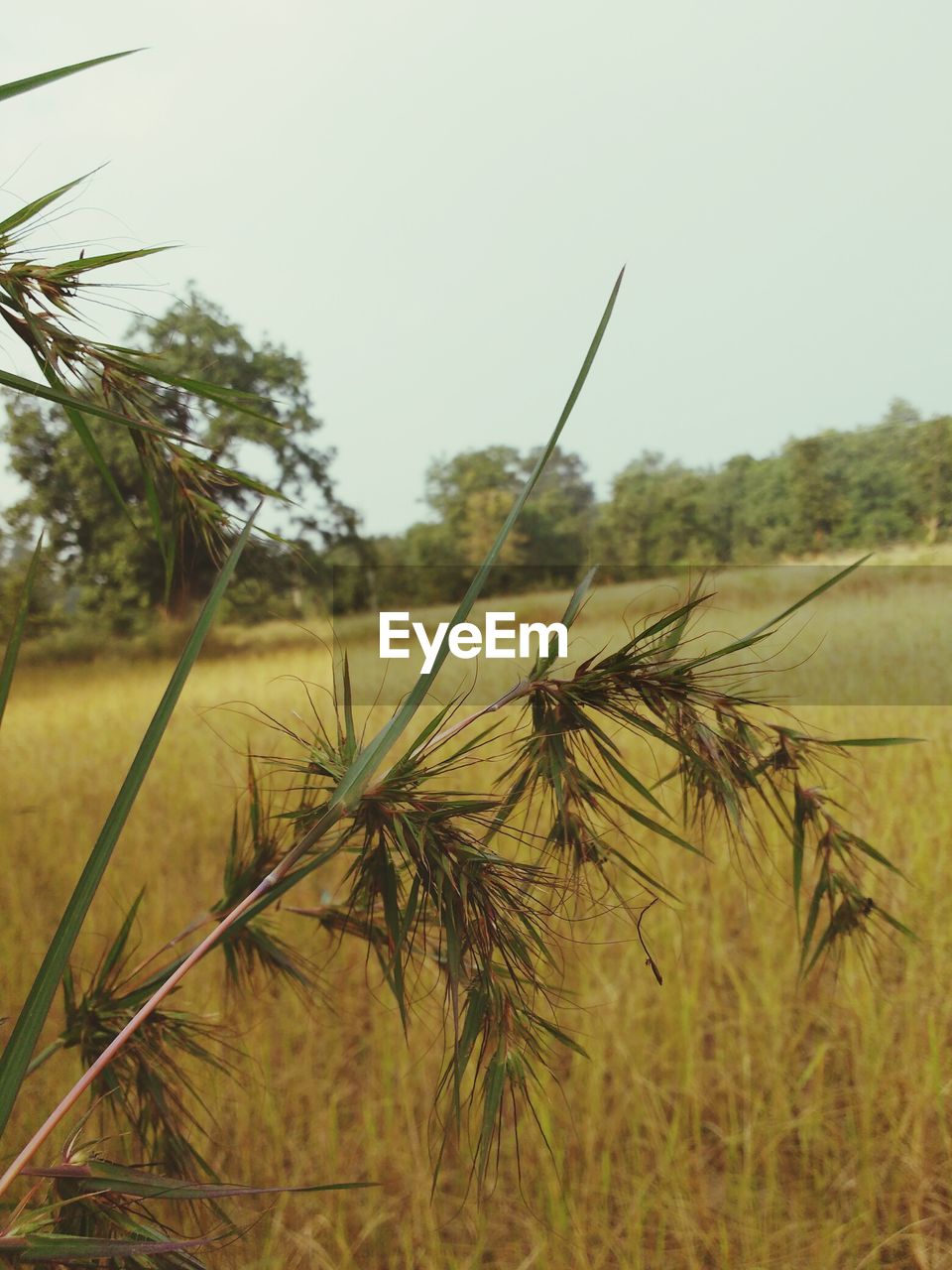 CLOSE-UP OF PLANTS IN FIELD