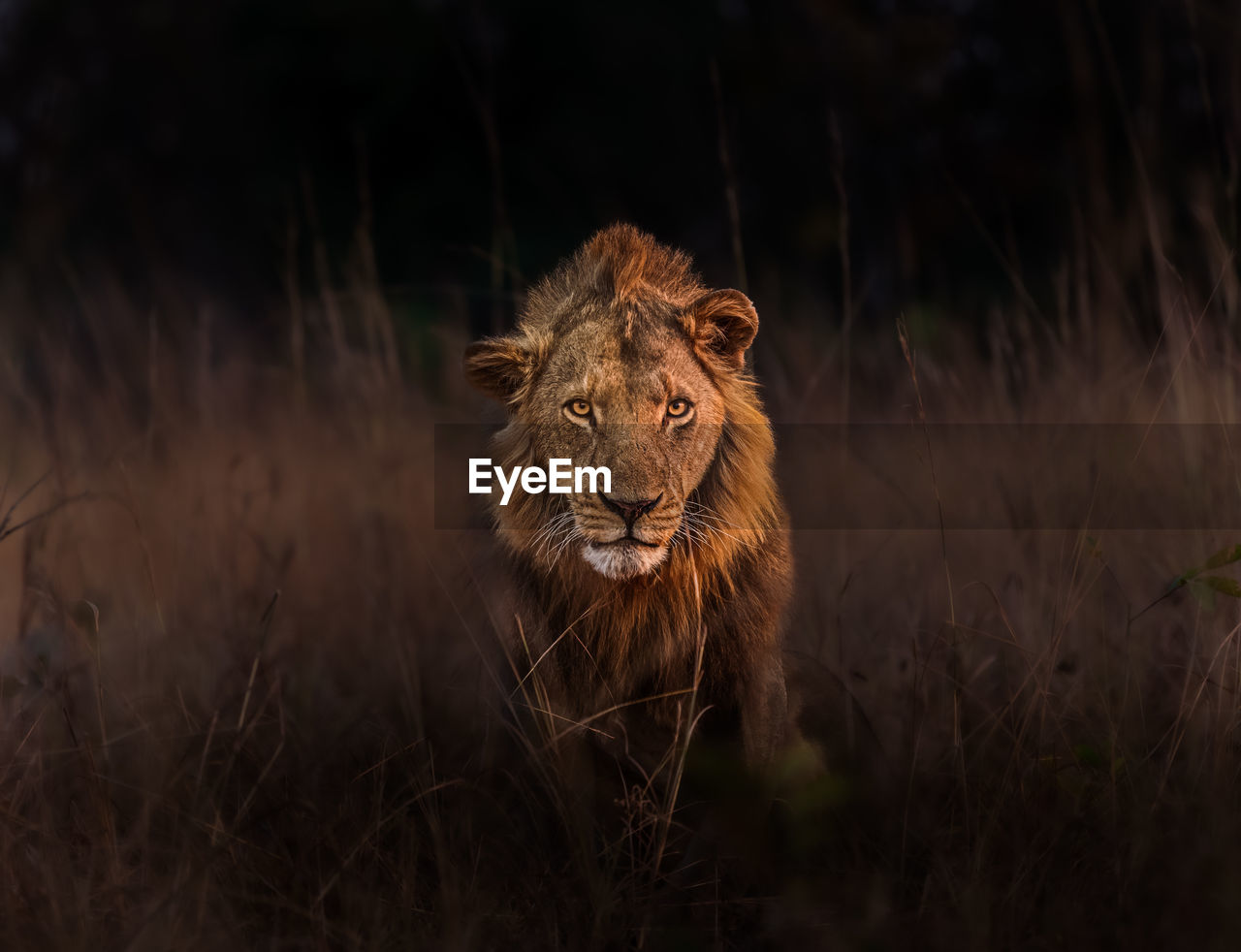 In a remote national park in zambia, lives this beautiful male lion. standing strong and proud.