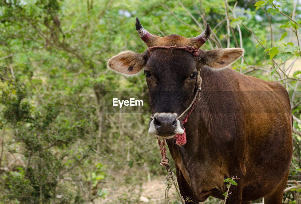 PORTRAIT OF COW STANDING ON GROUND