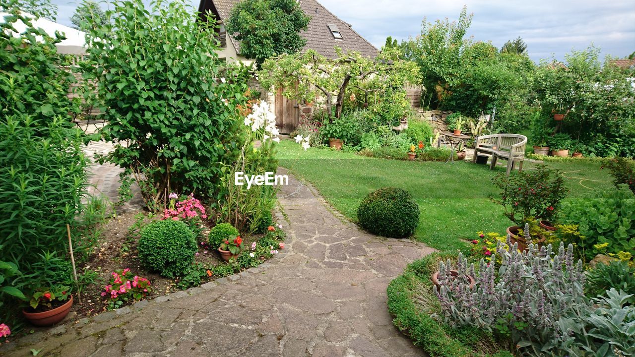 Trees and plants growing in yard against house