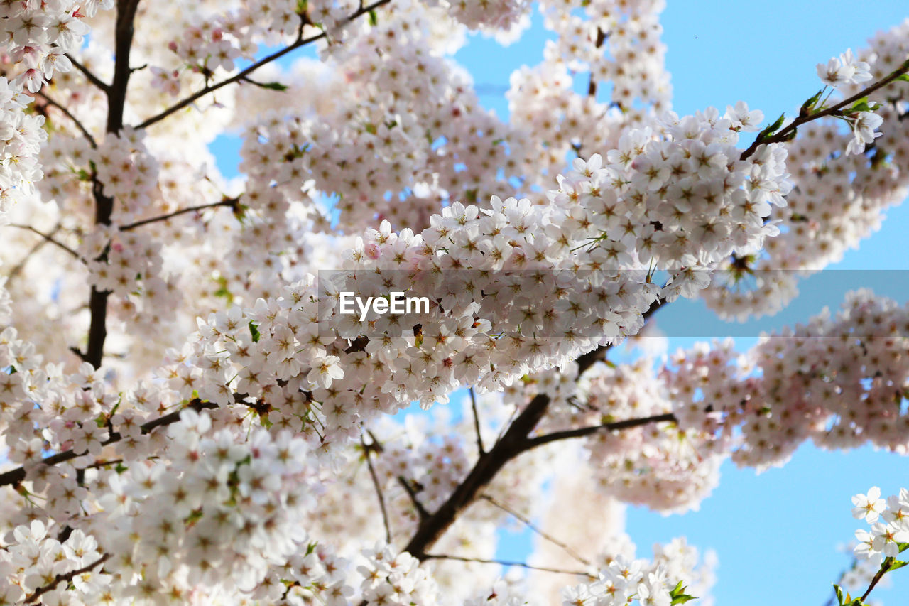 Close-up of cherry blossoms in spring