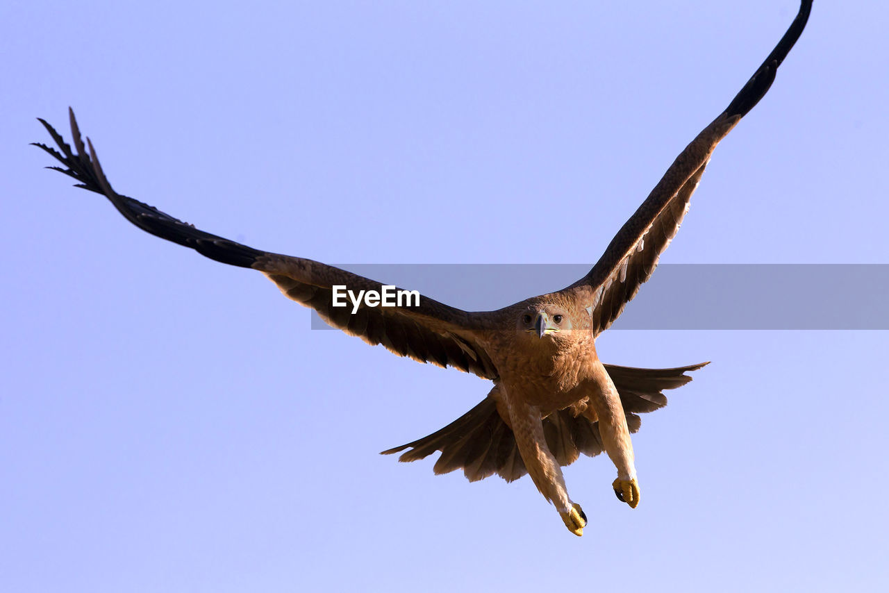 LOW ANGLE VIEW OF EAGLE FLYING IN SKY