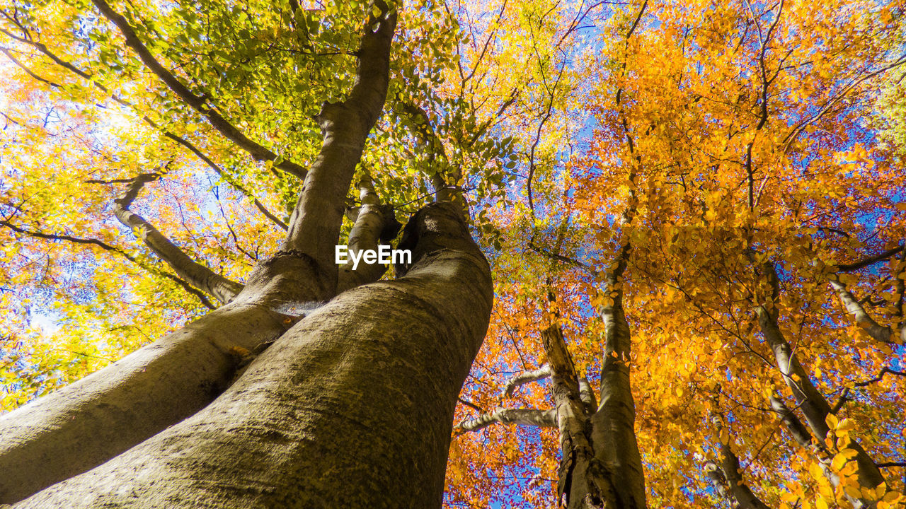 Low angle view of tree trunk during autumn