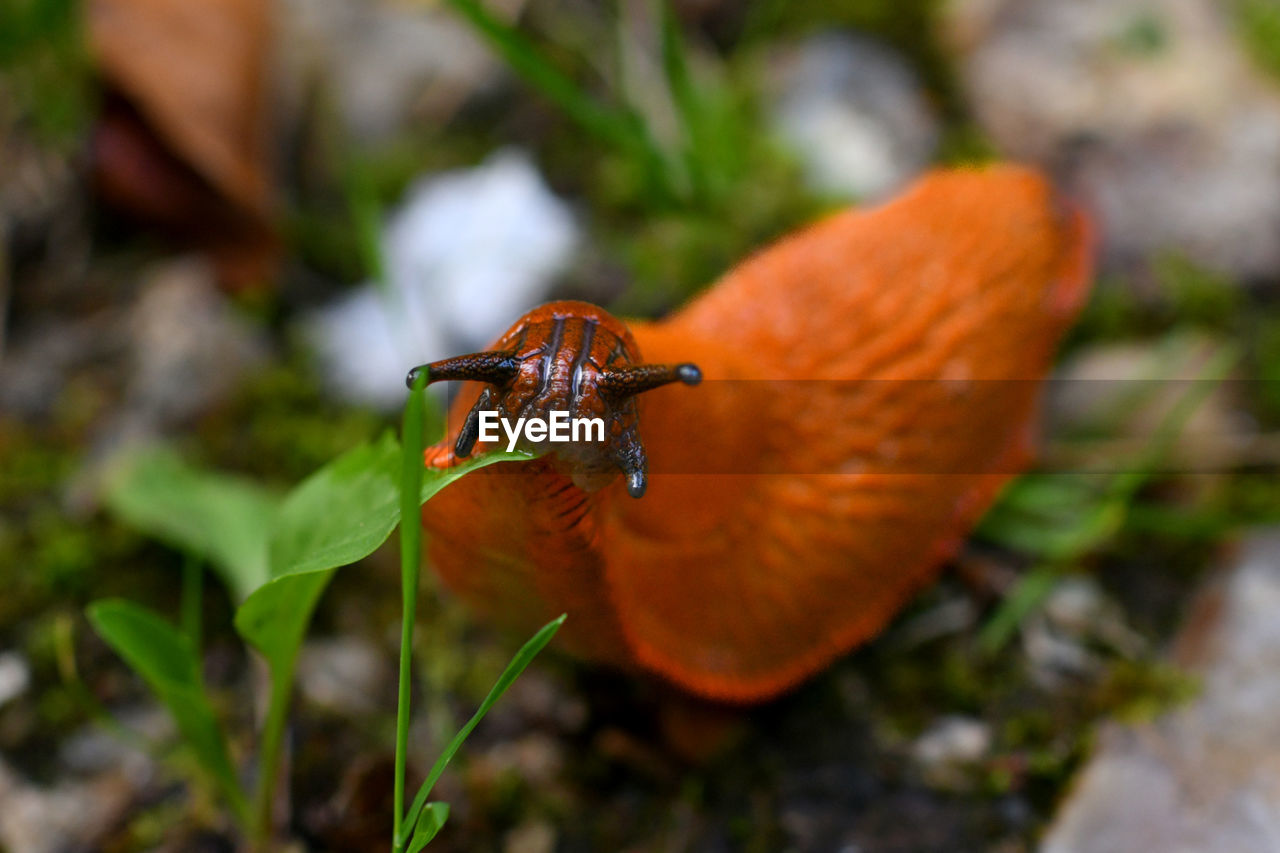 An orange slug eating a green leaf