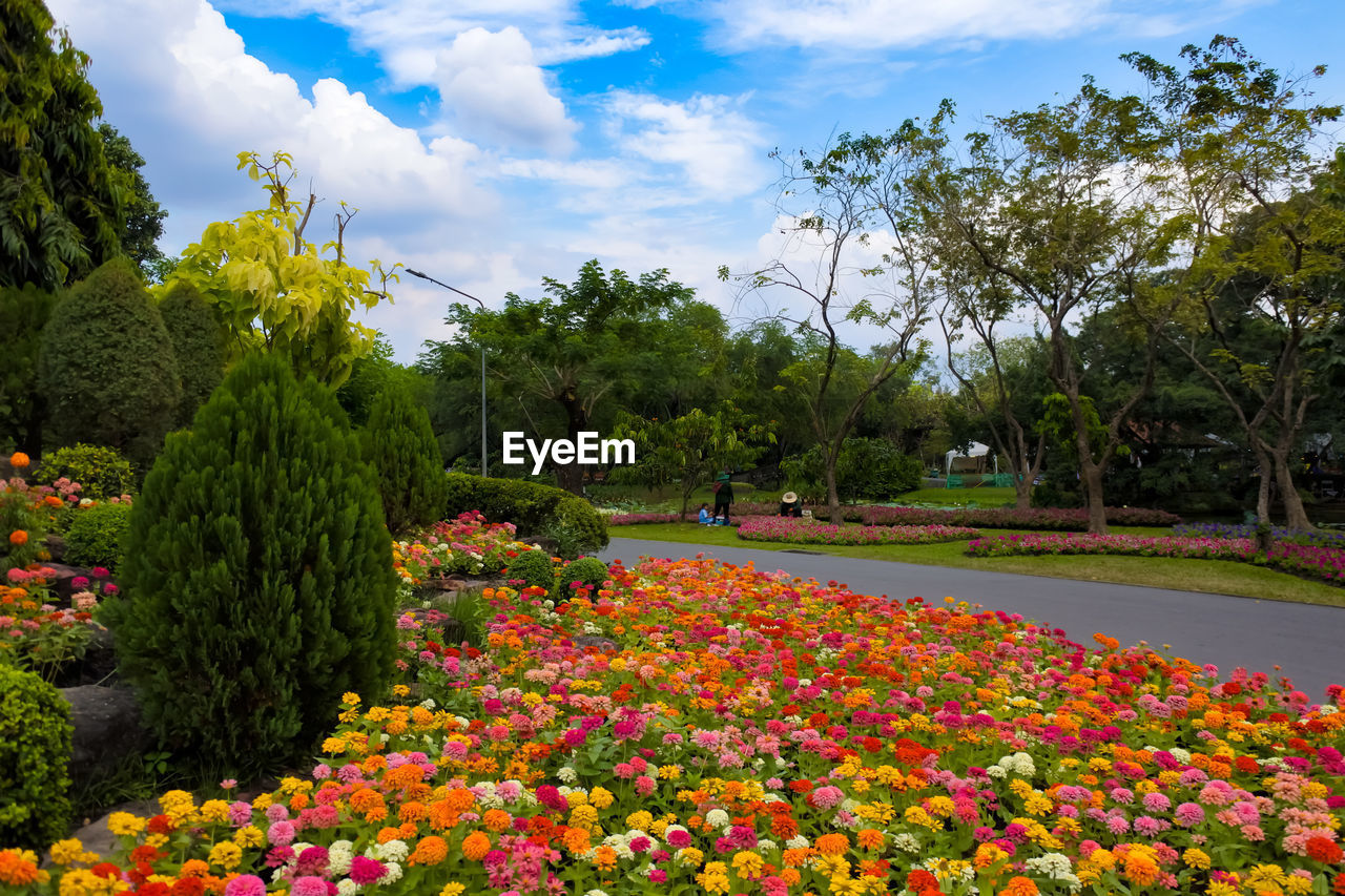 View of flowering plants in park