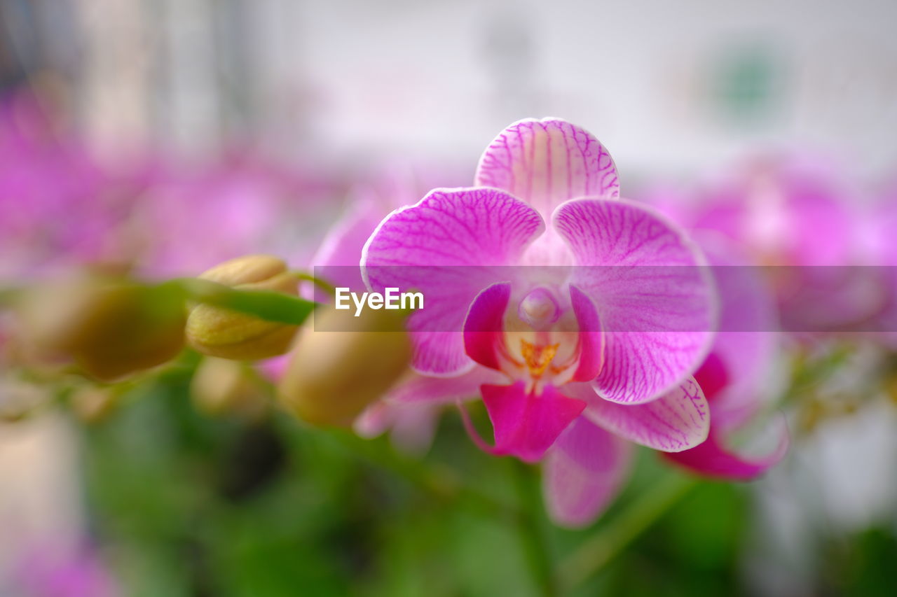 Close-up of pink orchids