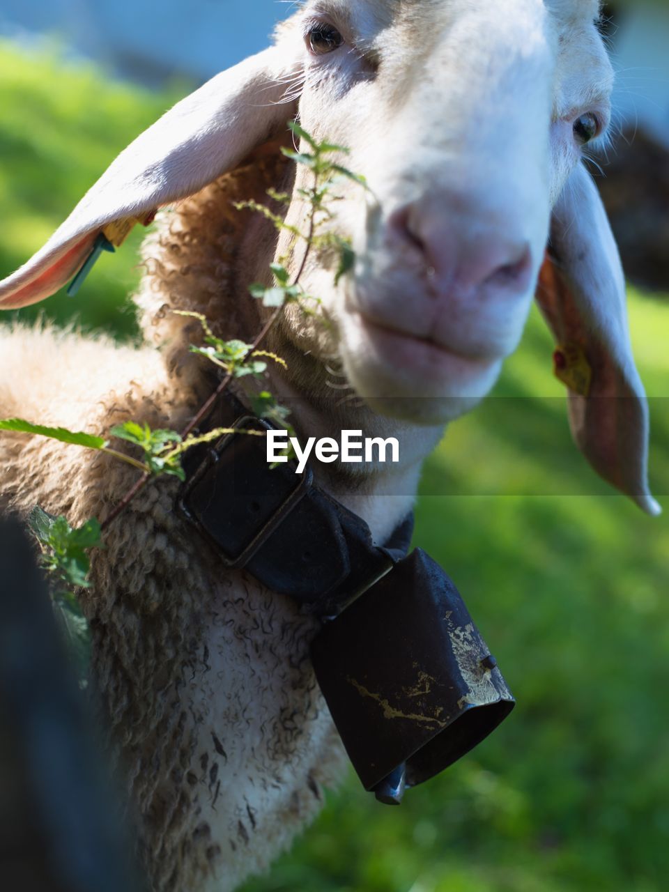 CLOSE-UP OF COW STANDING ON FIELD