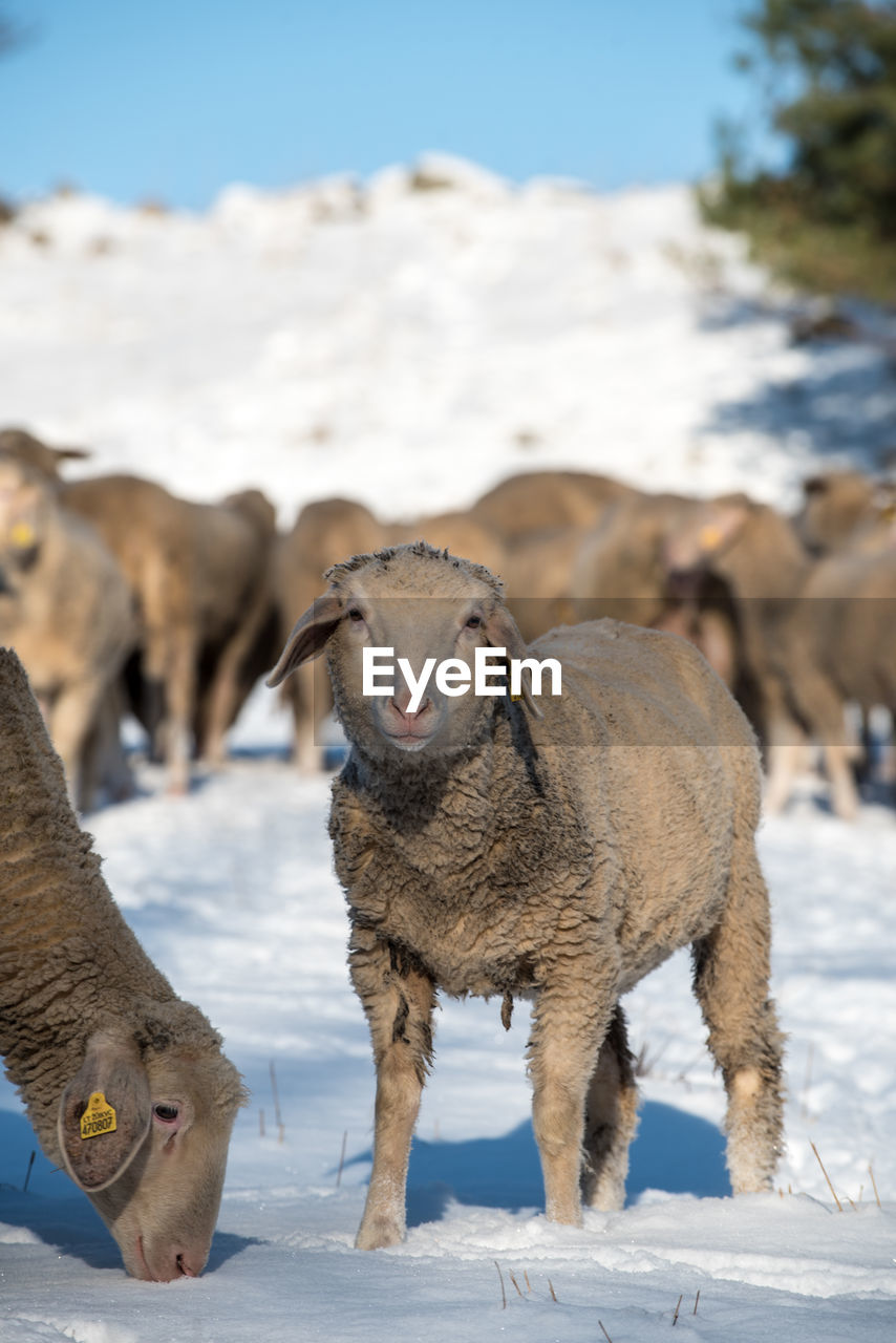 HERD OF A HORSE ON SNOW