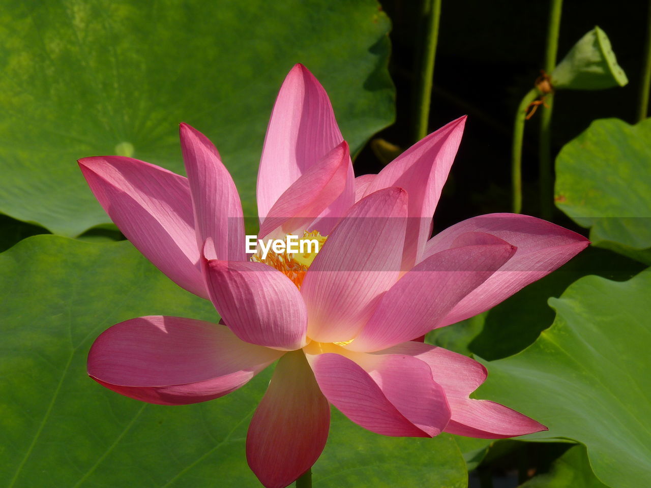 Close-up of pink lotus y in pond