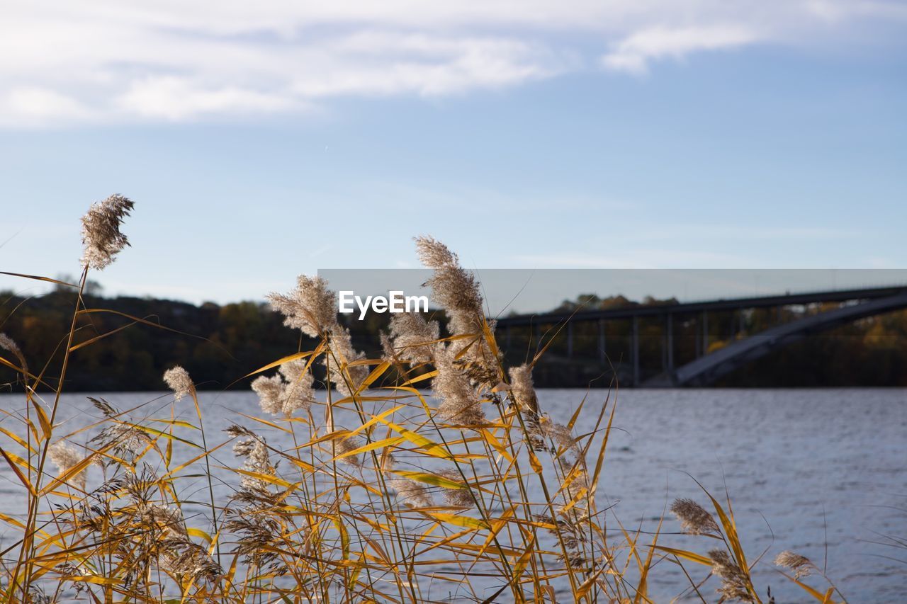 CLOSE-UP OF GIRAFFE BY RIVER AGAINST SKY