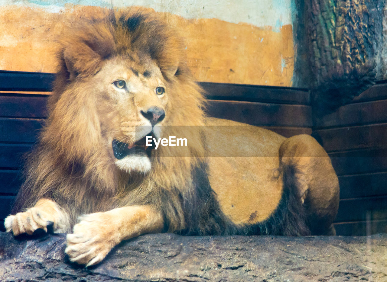 LION LOOKING AWAY IN ZOO