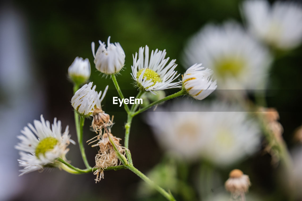 CLOSE-UP OF WHITE FLOWER