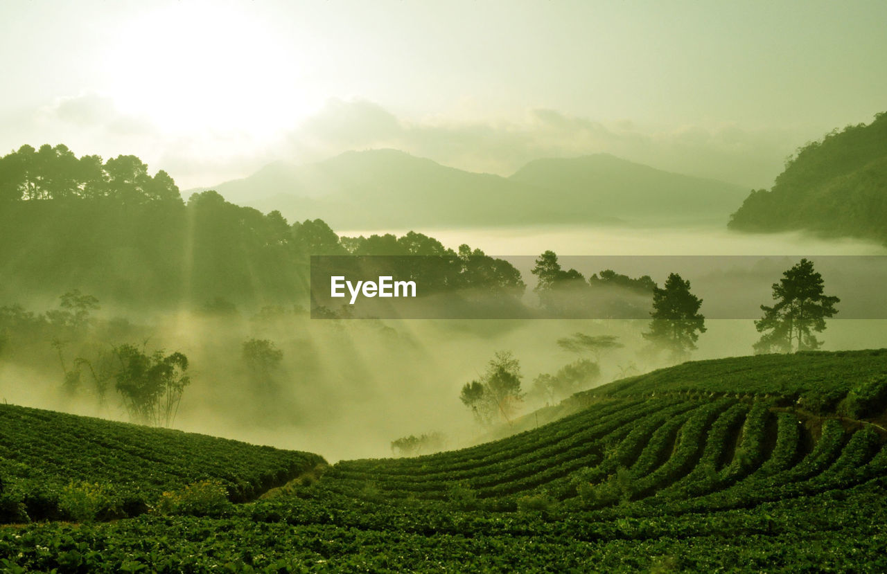 Tea plantation in the mist of morning